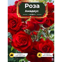 Dream Roses Amadeus Gül Fides 209850836