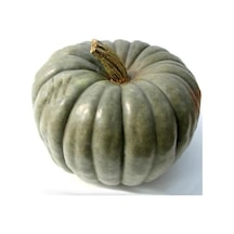 Nadir İthal İri Yeşil Bal Kabağı Tohumu 3 Adet Tohum Kabak Tohumu