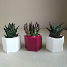 Haworthia & Huernia 3'lü Sukulent Seti | Kırmızı & Beyaz Seri