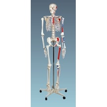 İnsan İskeleti Modeli 180Cm Kasları Gösterir – Tekerlekli