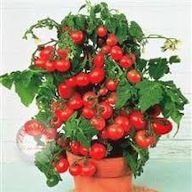 70 Adet Tohum Cherry Çeri Domates Tohumu Saksı Toprak