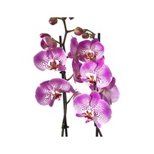 Phalaenopsis 'Jillion' (Fuşya Orkide) Ø12 CM 70-80 CM