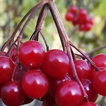 Tüplü Özel Ürün Girebolu Gilaboru Gilaburu.girabolu Fidanı