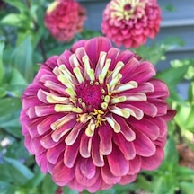Dahlia Çiçekli Violet Pembe Zinya Çiçeği Tohumu 40 Tohum