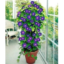 Sarmaşık Kahkaha Çiçeği Tohumu Çiçek Tohumu Çiçek 5 Tohum