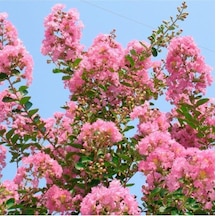 Pembe Oya Çiçeği Fidanı 80 Cm