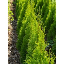Videolu Kokulu Limon Çamı Limoni Servi 40 50 Cm 1 Adet Saksılı Dış Mekan Ağaç Cupressus Macrocarpa