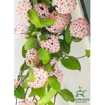 Kokulu Beyaz Renk Mum Çiçeği 30-50cm Saksılı Sarmaşık Bitki