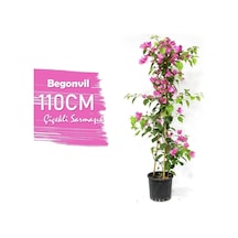 Çiçek Bougainvillea Begonvil Çiçeği Bitkisi Pembe 110 Cm