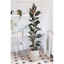 Kauçuk Bitkisi 2 Köklü 60-80 Cm