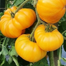 Big Yellow Domates Tohumu 15 Tohum