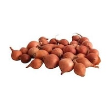 50 Adet Tohum Paket Kıska Soğan Tohumu Soğan Kıskası Tohum