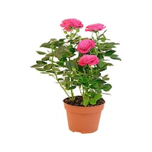 Gül Yoğun Kokulu Pembe Renkli 40 50 Cm 1 Adet Saksılı Aşılı Gül Pink Rose