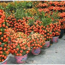 Bodur Yediveren Mandalina Ağacı Tohumu