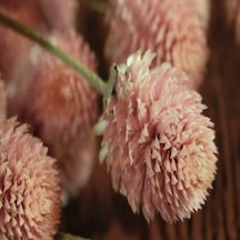 Gomphrena Globosa Somon Medine Çiçeği Tohumu 50 Tohum