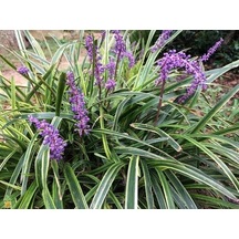 Çim Zambağı 10 Adet 'Liriope Muscari Variegata'