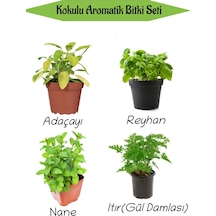 Aromatik Kokulu Mutfak Seti Adaçayı+reyhan+nane+ıtır Fidesi 4 Adet