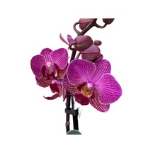 Phalaenopsis 'vienna' Fuşya Orkide Ø12 Cm 45-50 Cm