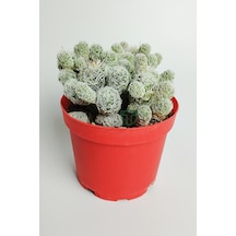 Dantel Kaktüs Beyaz Nadir Mammillaria Gracilis Fragilis Özel Tür