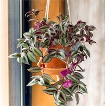 Çok Avantajlı Telgraf Çiçeği Askılı Saksı Tradescantia Zebrina Çiçeği