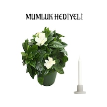 Kokulu Gardenya Çiçeği Sevgililer Gününe Özel Mumluk Hediyeli Salon Çiçeği