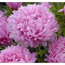 Aster Kasımpatı Krizantem Pembe Renkli 20 Tohum