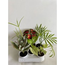 6'lı Bitki Hedera+areka+melek Kanadı+yaprak Güzeli+japon Şemsiyesi+ayı Pençesi