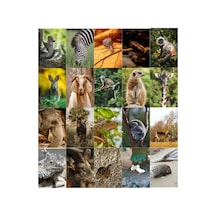 Cottagecore Sevimli Hayvanlar Poster Seti- 20 Adet-a5