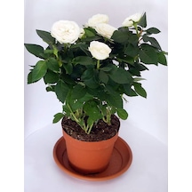 Videolu Çıtır Minyatür Beyaz Renkli Gül 20 30 Cm 1 Adet Saksılı Aşılı Gül White Rose