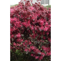 Rüya Çiçeği | Loropetalum Fidanı 15-20 cm