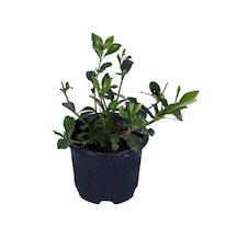Gardenya Çiçeği-gardenia Jasminoides- Köklü,kendi Bitkini Yetiştir Yoğun Kokulu