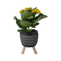 Sarı Kalanşo Siyah Damla Saksıda Kalanchoe