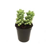 Sedum Burros Taıl Sukulent