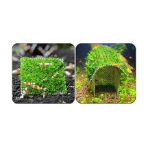 10x10 Cm Akvaryum Dekoru, Tele Sarılı Willi Moss