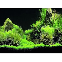 Kanki Pet Kp5540035 Akvaryum Arka Fon Yapıştırma 55 X 40 Cm