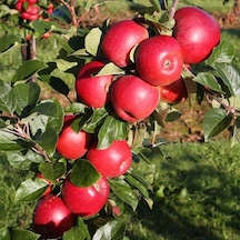 Tüplü Mayhoş Yazlık Summer Red Elma Fidanı