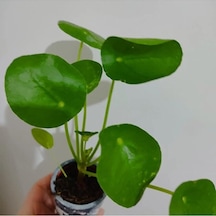 Pilea Bitkisi Fidesi +seramik Saksi 15-25cm Dolgun Form 1 Adet