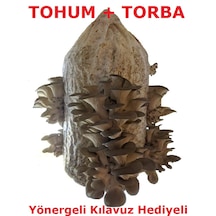 750 Adet İstiridye Kavak Mantarı Tohumu Hobi Ve Hediye Amaçlı