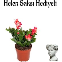 Hediyelik Kırmızı Yılbaşı Çiçeği Sevgililer Gününe Özel Helen Saksı Hediyeli