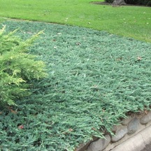 Juniperus Horizontalis 'blue Chip' Mavi Sürünücü Ardıç Yer Örtücü
