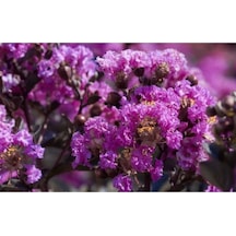 Mor Oya Ciçeği Fidanı 60 Cm Saksılı
