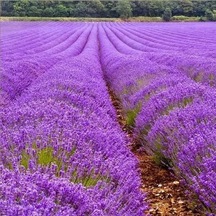Lavandula Angustifolia Lavanta Çiçeği Tohumu 25000 Tohum N118556