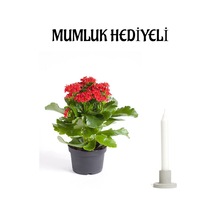 Kırmızı Renk Kalanşo Kalanchoe Çiçeği Mumluk Hediyeli Sevgililer Gününe Özel