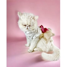 Kemique Creamy Fuschia Tütülü Kedi Elbisesi