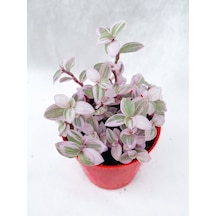 Callisia Repens Pink Lady Mini Pembe Telgraf Çiçeği - 5.5 Cm Saksıda