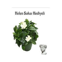 Öğretmenler Gününe Özel Yoğun Kokulu Gardenya Çiçeği Sarı Milii Kaktüs Hediyeli