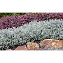 Zeytin Çalısı - Teucrium Fruticans 3'lü Set - Dekoratif Peyzaj Bi