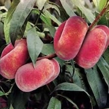Tüplü Paraguaya Basık Yassı Domates Şeftali   Fidanı