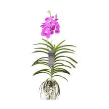 Vanda Nitaya 'candy Pink' Vanda Orkide