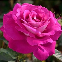 Videolu Yediveren Gül Fidanı 10-15cm Saksılı/tüplü 1 Adet Aşılı Gül Pink Rose